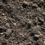 Mushroom Manure